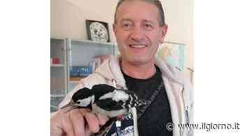 Picchio con l’ala rotta comunali in soccorso - IL GIORNO