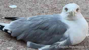 Gaiola, ecco Francuzzo: il gabbiano con l’ala spezzata, mascotte del parco - La Repubblica