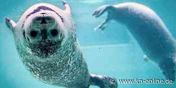 Gutes Wetter und wenige Störungen: So war das Jahr für Seehunde in der Nordsee