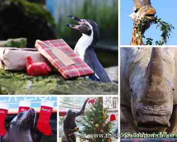 Christmas treats for Chessington World of Adventures Resort animals