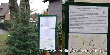 O Tannenbaum: Weihnachtsspaziergang mit 13 Stationen - Recklinghäuser Zeitung