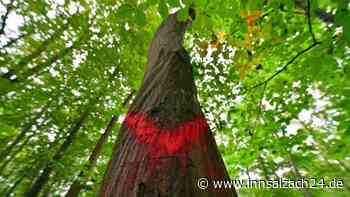Mann (65) fällt Baumstamm auf den Kopf - schwere Verletzungen