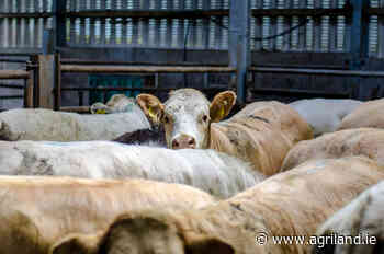 BEAM scheme: 8,000 farmers face end of year clawback - Agriland.ie