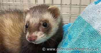 Abandoned ferret 'Fergus' wants new home for Christmas - Gloucestershire Live