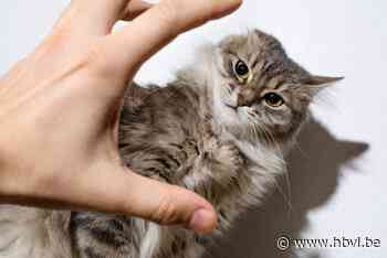 Zwaargewond katje gevonden in Hoepertingen: onderzoek naar mishandeling - Het Belang van Limburg