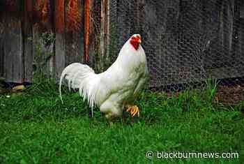 Tecumseh ends urban hen program - BlackburnNews.com