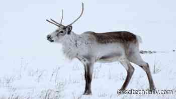 Grazing With Iceland’s Reindeer – Herds of Wild Reindeer Prosper in East Iceland
