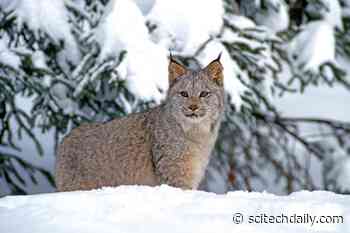 COVID-19 Confirmed in a Canada Lynx at a Pennsylvania Zoo