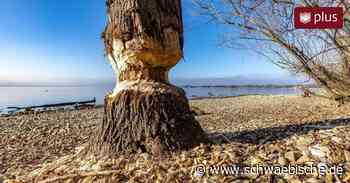 Lindau: Biber in der Region nagen an Bäumen - Schwäbische