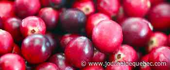 Le Québec, deuxième producteur mondial de canneberges