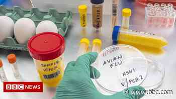 Angus bird flu outbreak strain 'highly pathogenic' - BBC News