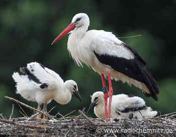 Klapperstorch mit viel Nachwuchs in Sachsen - Radio Chemnitz