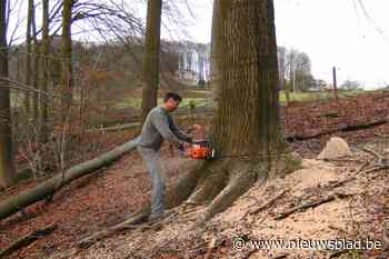 Vooruit Holsbeek wil kapvergunningen kritischer bekijken (Holsbeek) - nieuwsblad.be