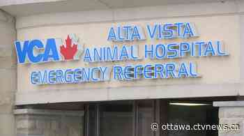 Ottawa's largest emergency vet clinic forced to close due to COVID-19 - CTV Edmonton