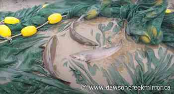 First Nations, conservationists rescue dozens of endangered salmon stranded in B.C. floods - Dawson Creek Mirror