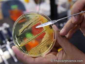 Four salmonella cases in Saskatchewan linked to frozen corn