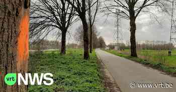 245 zieke bomen tussen Deinze en Wervik moeten verdwijnen voor de veiligheid, maar ze worden vervangen - VRT NWS