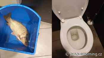 McDonald's Employees' in Pardubice Find Live Carp in the Toilet - Prague Morning