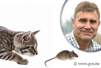 Zo gaat je kat minder jagen, ondanks hun instinct - Gazet van Antwerpen