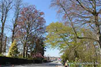 Camera's onderzoeken of eekhoornbrug faalt: “Dieren doodgereden ondanks touw over N8” - Het Nieuwsblad