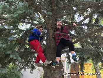 Jenny's Tree remembers lost loved ones, supports causes - Leduc Representative