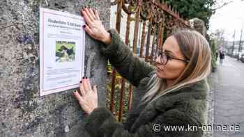 5000 Euro Finderlohn für Oskar: Eine Stadt sucht einen Hund