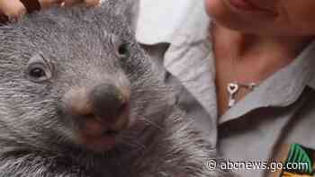 WATCH:  Baby animals celebrate their first Christmas
