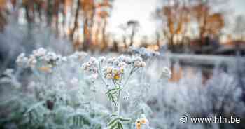 IN BEELD: Koning winter zet Limburg onder wit laagje - Het Laatste Nieuws