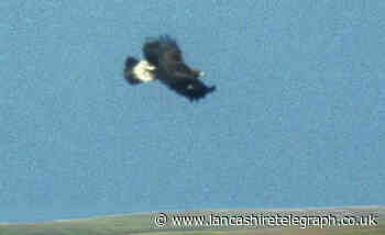 Day a golden eagle was last seen over the Darwen moors