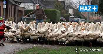 Neustadt: Familie Kiel mästet Weihnachtsgänse in Poggenhagen - Hannoversche Allgemeine