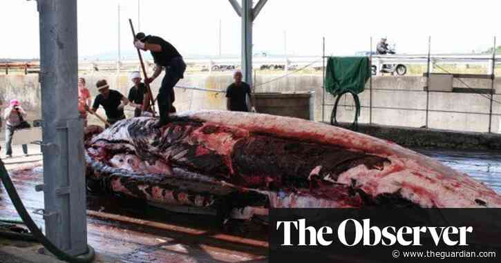Japan’s whaling town struggles to keep 400 years of tradition alive