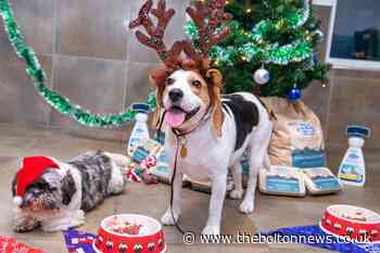 Pets firm in Bolton turns Santa for disadvantaged dogs