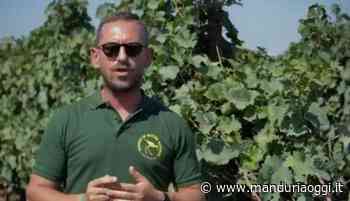 MANDURIA - L'impegno del giovane viticoltore manduriano Gregorio D'Aversa: le collaborazioni con istituti di ricerca e università per porre il Primitivo al centro di un percorso di crescita - ManduriaOggi