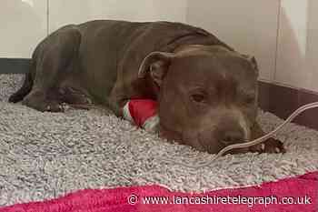 Staffie given ‘miracle’ surgery after eating six packets of chocolate coins