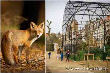 Wilde vos in Antwerpse Zoo na jaar eindelijk gevangen, maar dier overlijdt in opvangcentrum