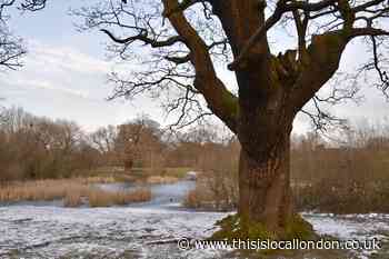 'Epping Forest parking fees may endanger tea hut'