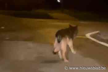 VIDEO. Opvallend: wolf gespot in Antwerpse haven