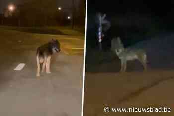 Alweer nieuwe wolf, ditmaal in Antwerpse haven: “Kleine invasie”