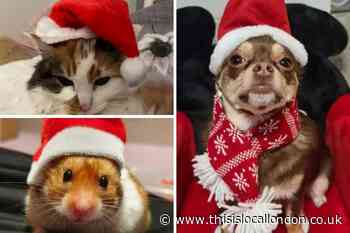 The most adorable south east London Christmas pets