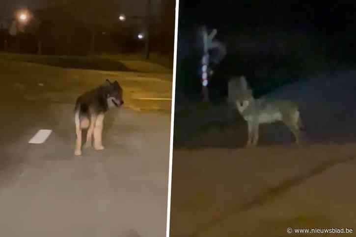 Nieuwe wolf in Vlaanderen, ditmaal in Antwerpse haven: “Een kleine invasie”