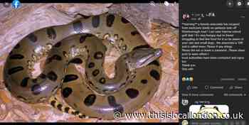 Review of the year: April - Scare after ‘escaped anaconda’ goes viral