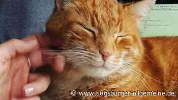 Eingesperrt an Heiligabend: Campus-Cat wird von der Polizei befreit