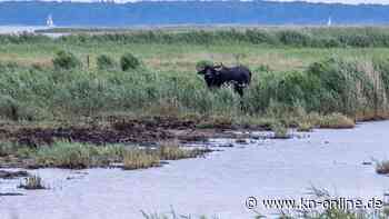 Rügen: Linienbus kollidiert mit Wasserbüffel – Polizist muss verletztes Tier töten