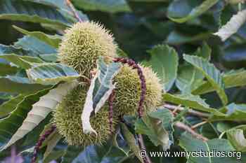 American Chestnut, 'Don't Look Up' Movie, Aurora Electrons. December 24, 2021, Part 1 | Science Friday - WNYC Studios