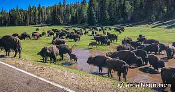 Environmental Year in Review: Fires, flooding and forest restoration in Flagstaff - Arizona Daily Sun