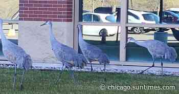 Sandhill cranes hanging out in Lake Forest, ice conditions in the Northwoods and “hinder,” latest snow in Chi… - Chicago Sun-Times
