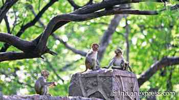 For monkey census in Delhi, forest department reaches out to wildlife body - The Indian Express