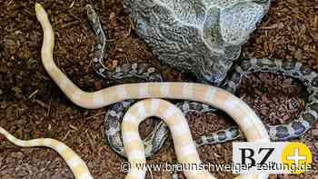 Den in Esbeck gefundenen Kornnattern „geht es prächtig“