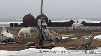 Weniger hungrige Eisbären erwartet