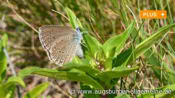 Ameisen als Bodyguards: So überleben Schmetterlinge in der Kissinger Heide - Augsburger Allgemeine